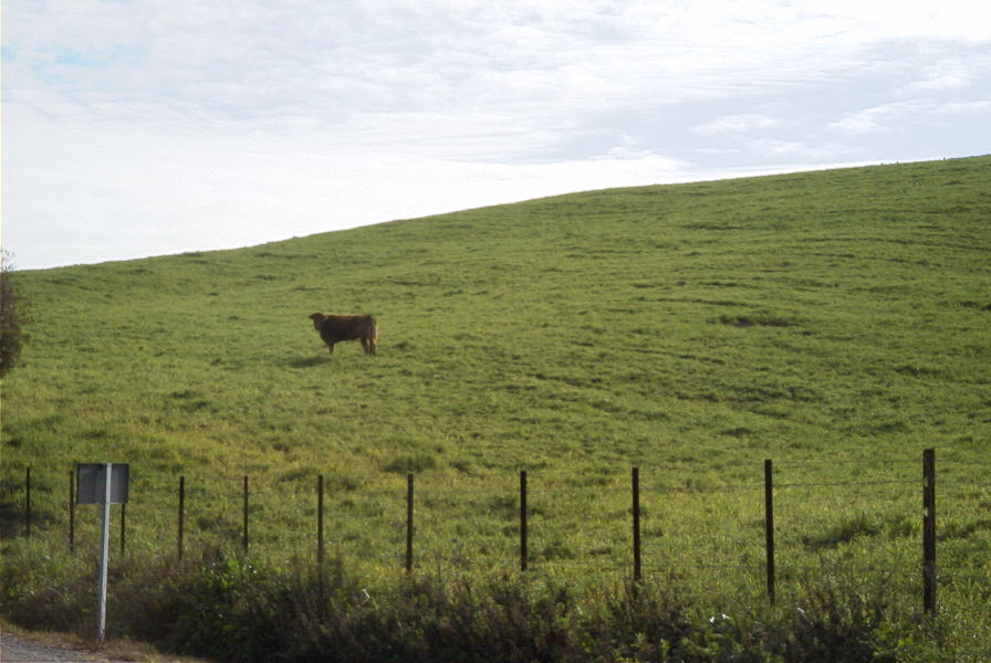 2006-02-17-007-Cow