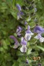 2006-02-17-011-Ajuga