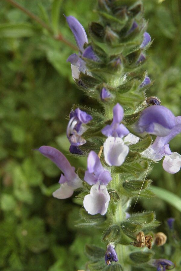 2006-02-17-011-Ajuga