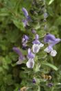 2006-02-17-012-Ajuga
