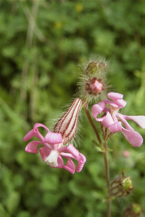 2006-02-17-013-Campion