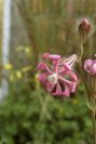 2006-02-17-014-Campion