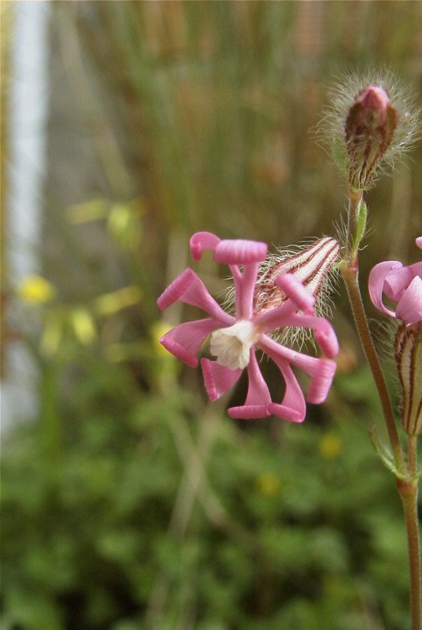 2006-02-17-014-Campion