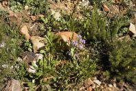 2006-02-17-022-Scilla