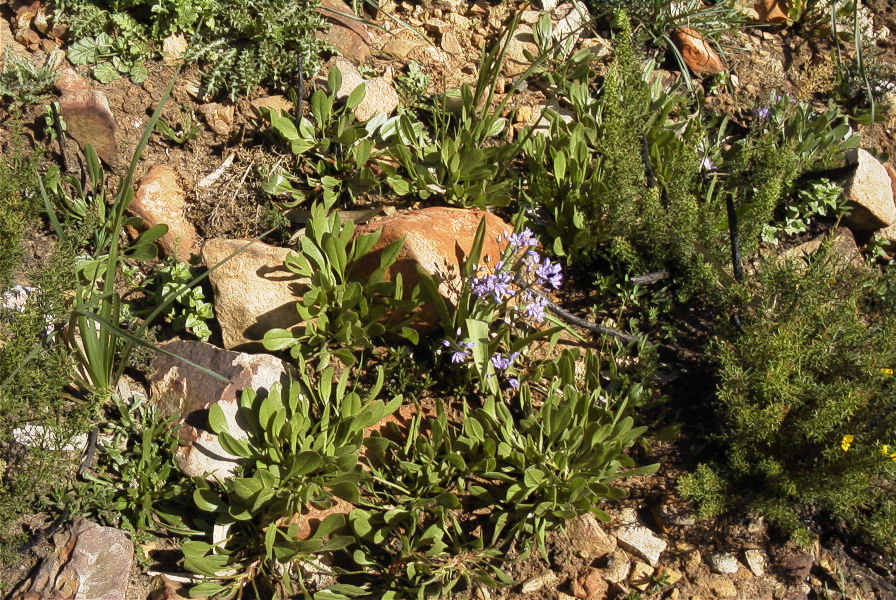 2006-02-17-022-Scilla