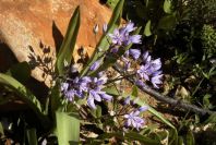 2006-02-17-023-Scilla