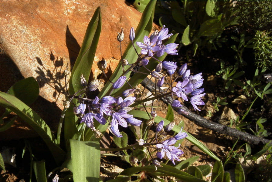 2006-02-17-023-Scilla