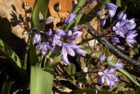 2006-02-17-024-Scilla