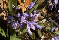 2006-02-17-025-Scilla