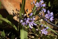 2006-02-17-026-Scilla