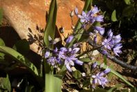 2006-02-17-027-Scilla