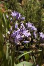 2006-02-17-028-Scilla