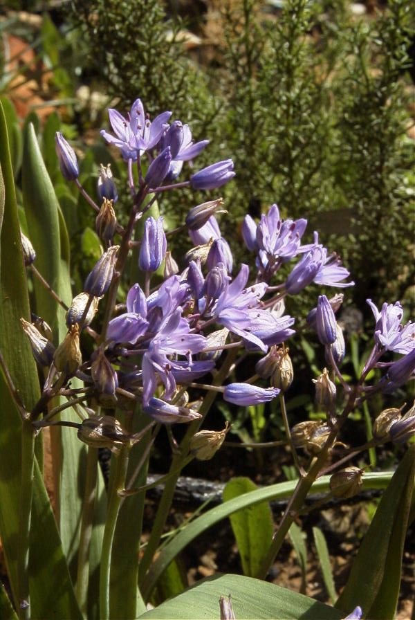 2006-02-17-028-Scilla