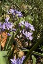 2006-02-17-029-Scilla