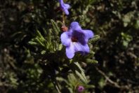 2006-02-17-030-Lithodora
