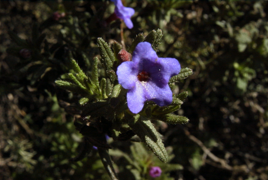 2006-02-17-030-Lithodora