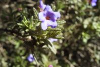 2006-02-17-031-Lithodora
