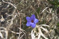 2006-02-17-032-Lithodora