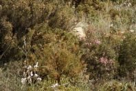 2006-02-17-041-Heather
