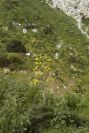 2006-04-04-011-Ferula