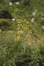 2006-04-04-012-Ferula
