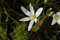 2006-04-05-016-Ornithogalum