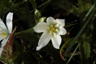 2006-04-05-017-Ornithogalum