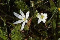 2006-04-05-018-Ornithogalum