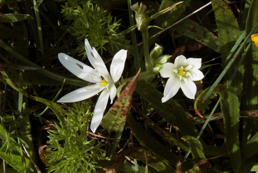 2006-04-05-018-Ornithogalum