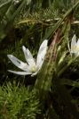 2006-04-05-019-Ornithogalum
