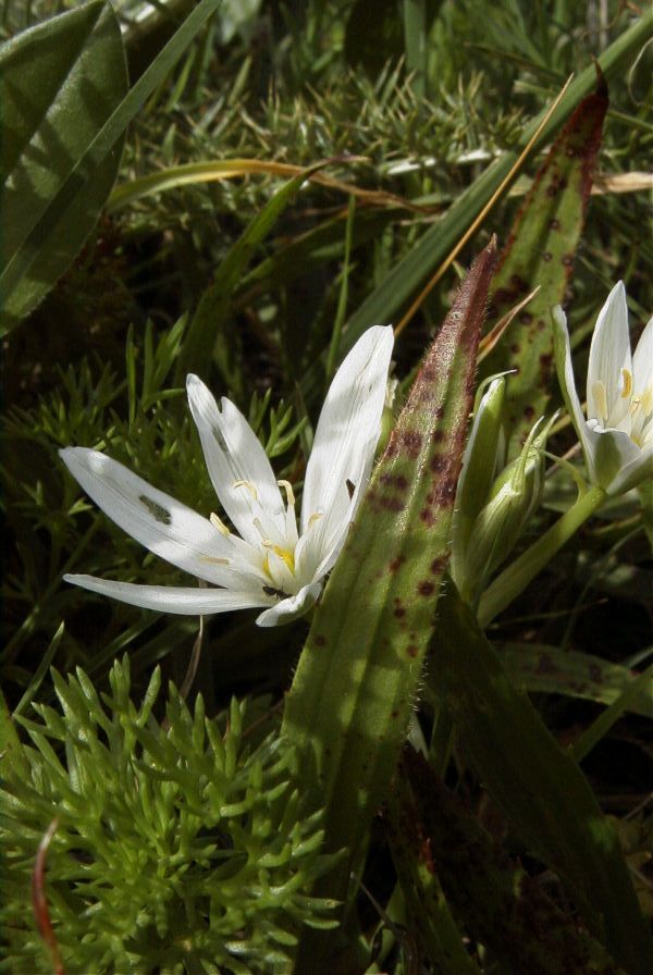 2006-04-05-019-Ornithogalum