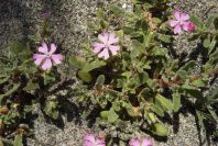 2006-04-05-024-Silene