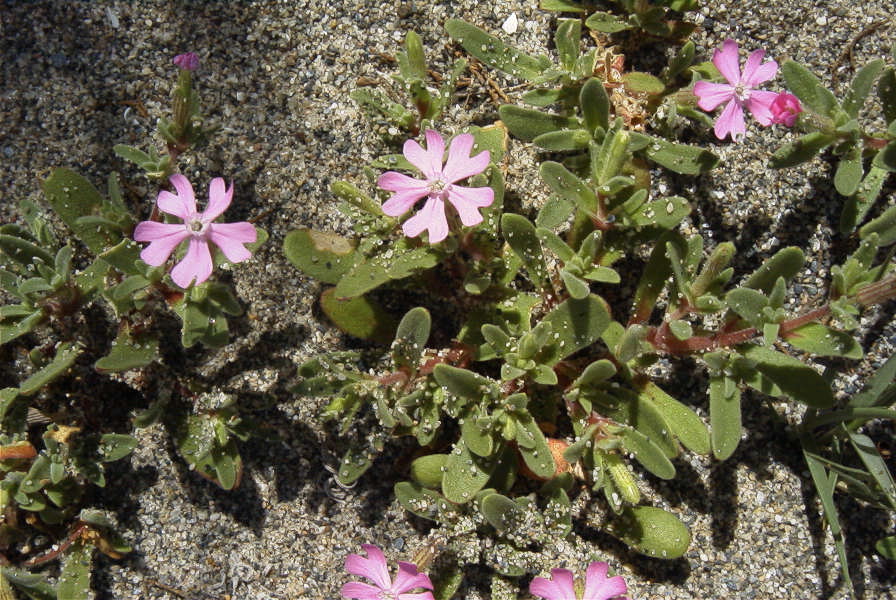2006-04-05-024-Silene
