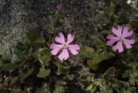 2006-04-05-025-Silene
