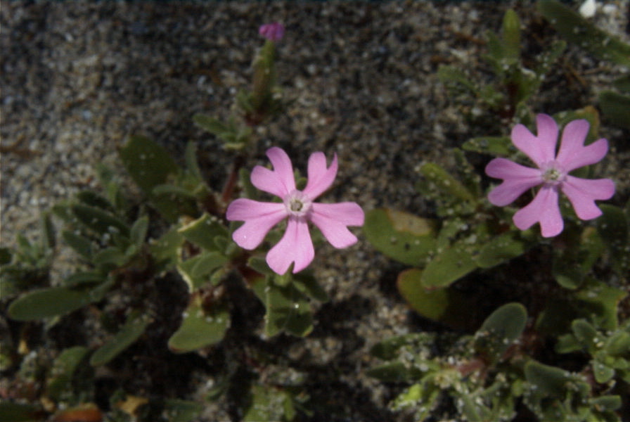 2006-04-05-025-Silene