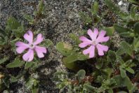 2006-04-05-026-Silene