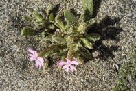 2006-04-05-027-Silene