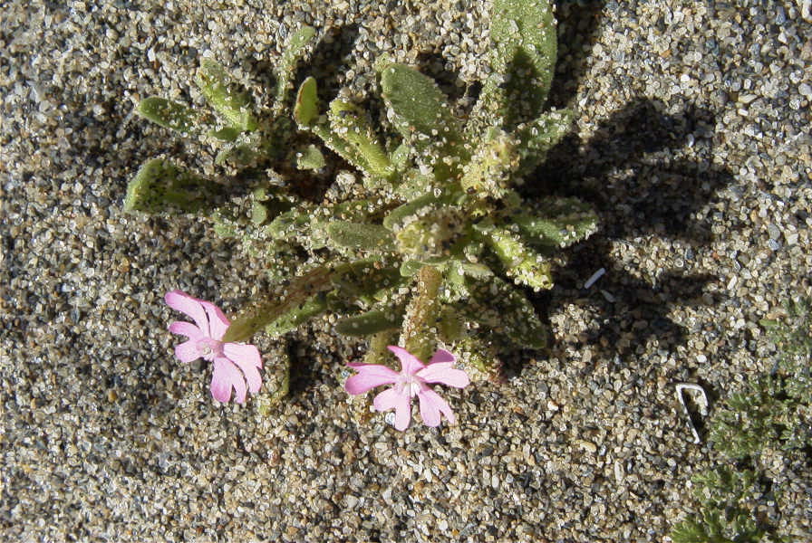 2006-04-05-027-Silene