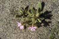 2006-04-05-028-Silene