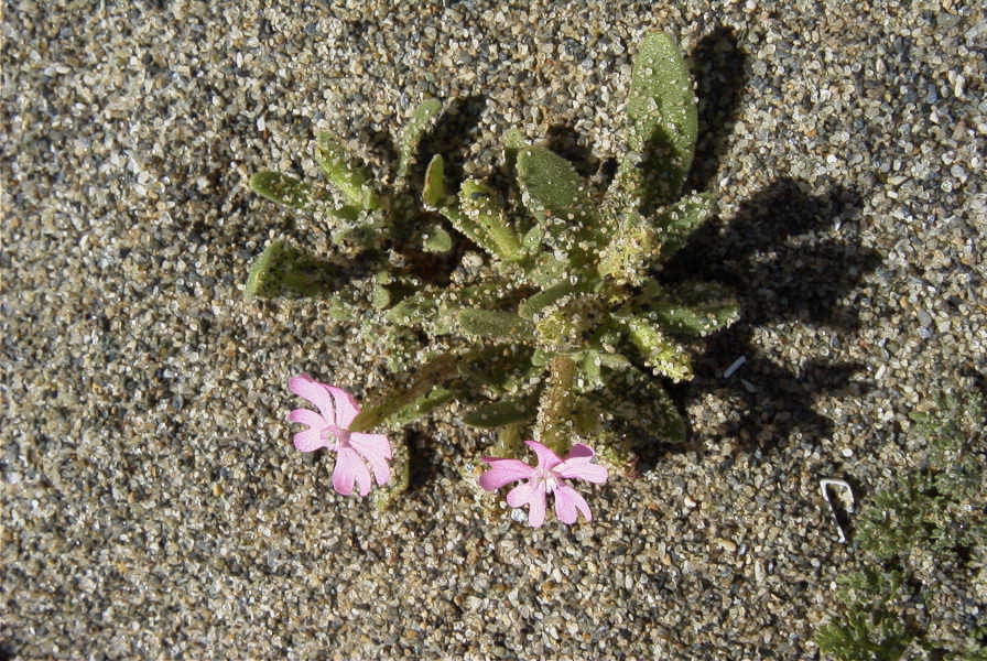 2006-04-05-028-Silene