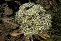2006-04-08-041-Ladies-Bedstraw