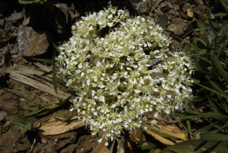 2006-04-08-041-Ladies-Bedstraw