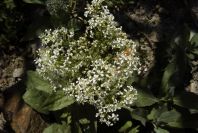 2006-04-08-042-Ladies-Bedstraw