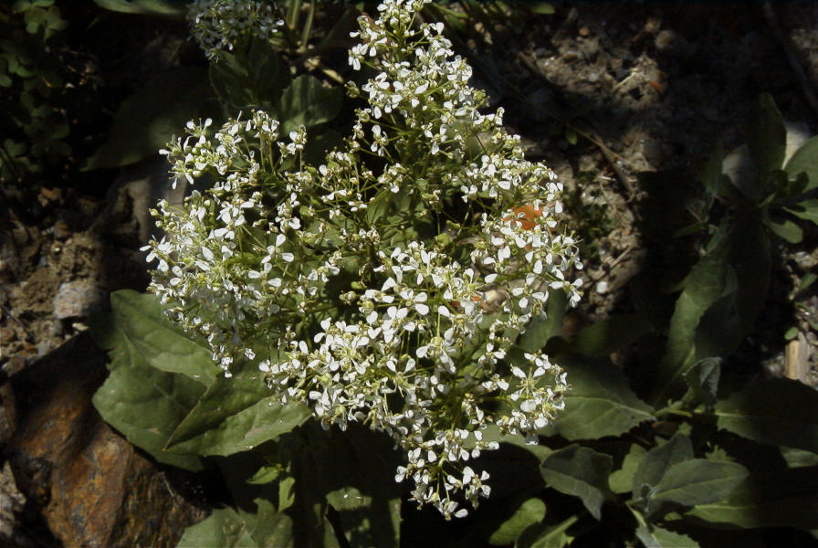 2006-04-08-042-Ladies-Bedstraw