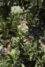 2006-04-08-044-Ladies-Bedstraw