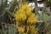 2006-04-09-027-Agave-Americana