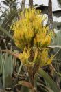2006-04-09-028-Agave-Americana