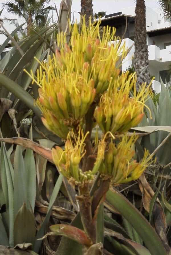 2006-04-09-028-Agave-Americana