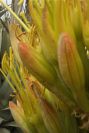 2006-04-09-029-Agave-Americana