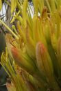 2006-04-09-030-Agave-Americana